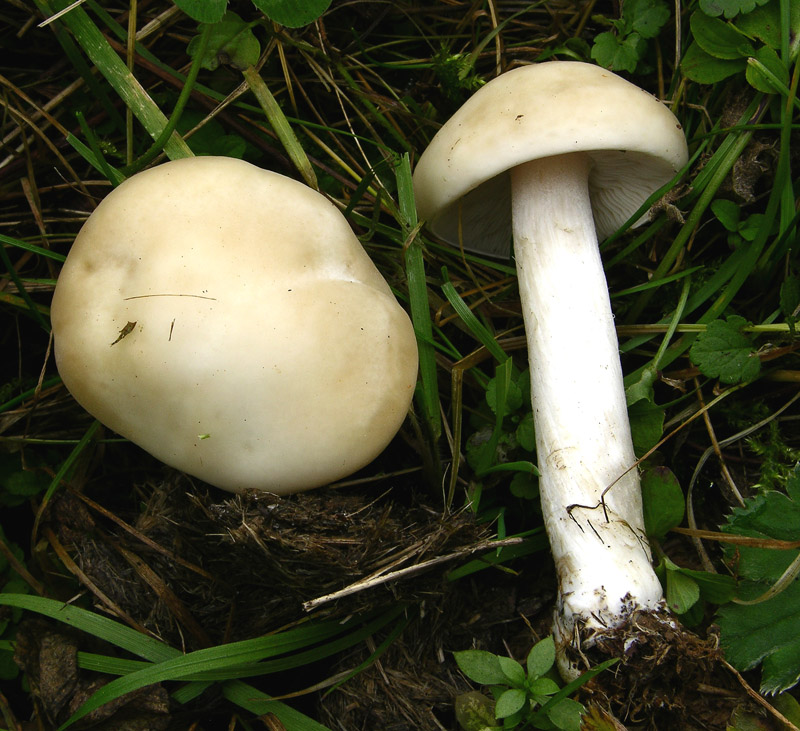 Melanoleuca graminicola da determinare.